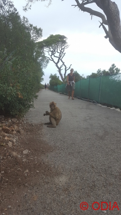 gibraltar (8)